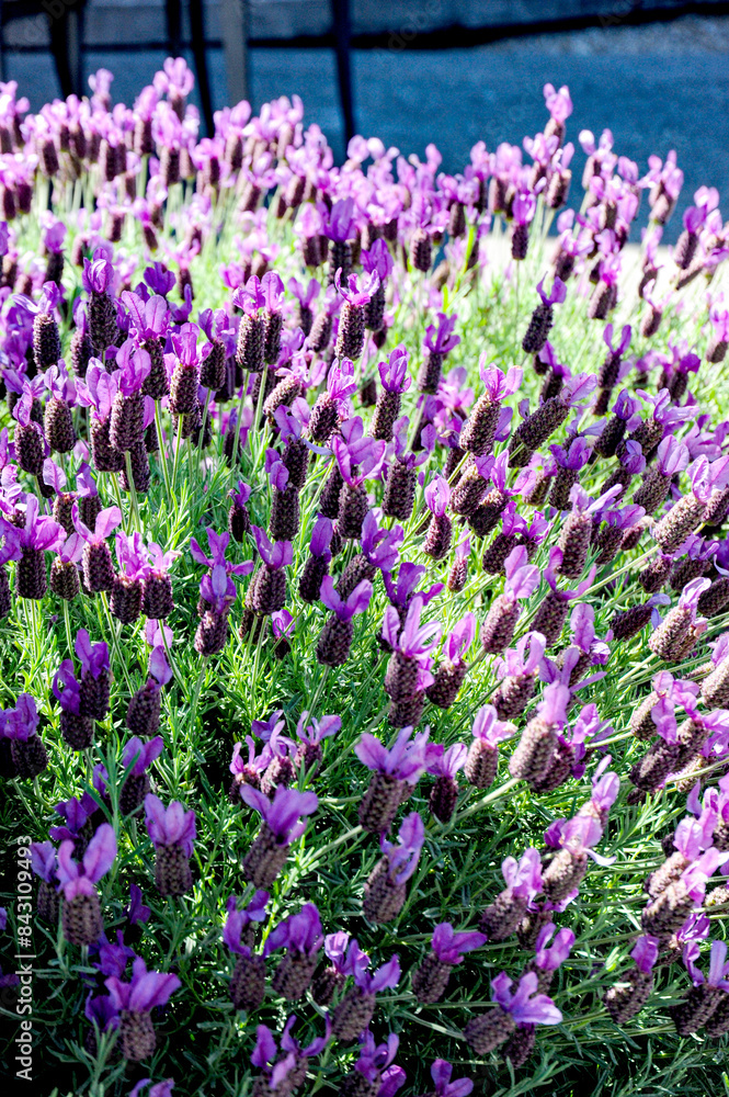 Naklejka premium A closeup of a small field of French Lavender on a sunny day in Northern California. 
