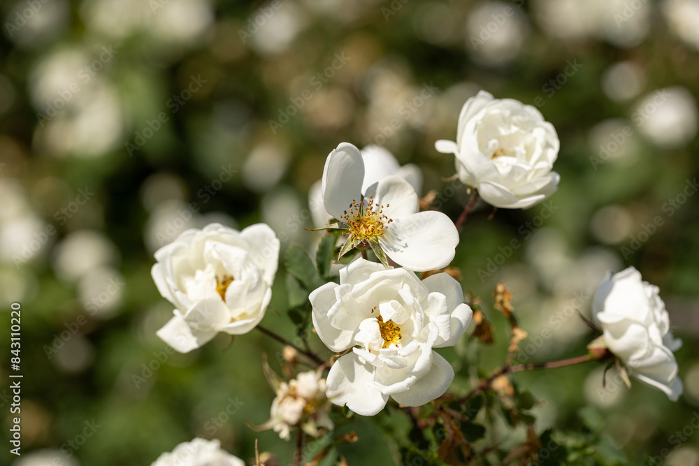 White rosehip flowers in the garden White rosehip flowers in the garden
