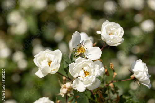White rosehip flowers in the garden