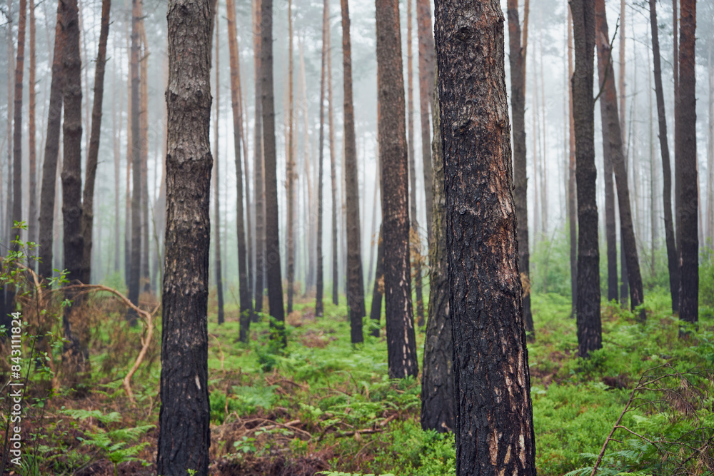 Obraz premium las,drzewa,mgła 