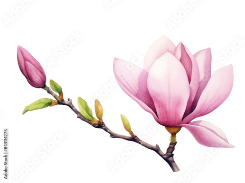 Watercolor pink Flowers. Hand painted illustration of blooming purple Magnolia. Botanical set for wedding invitations or postcards photo