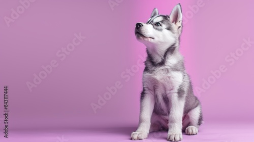 Adorable Husky puppy sitting against a pink background, looking inquisitive and alert. Perfect for pet lovers and animal-themed content. photo