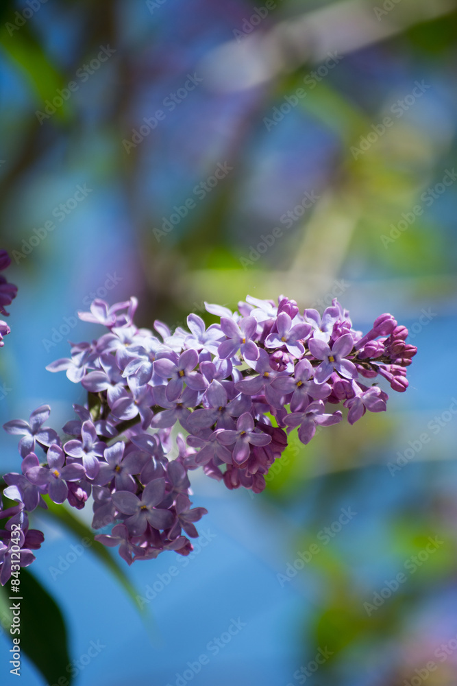 Obraz premium Lilac bush