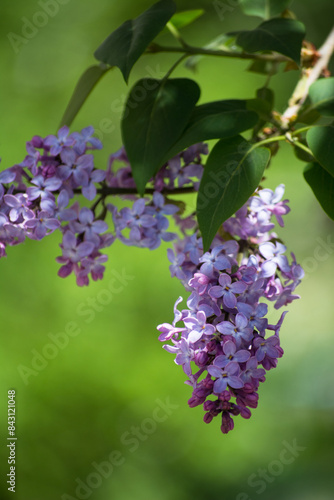 Lilac bush