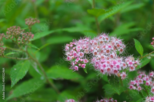 pink flowers on a blurred green grass background