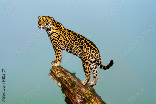 amazon, america, animal, big, big cat, brazil, brazilian, carnivore, cat, close up, closeup, couple, danger, dangerous, endangered, feline, fur, great feline, guatemala, hunter, jaguar, jungle, leopar photo