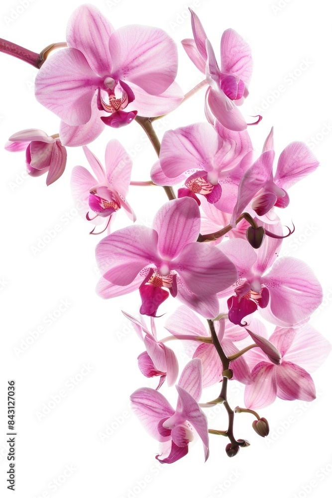 A close-up shot of a pink flower sitting on a white surface A close-up shot of a pink flower sitting on a white surface