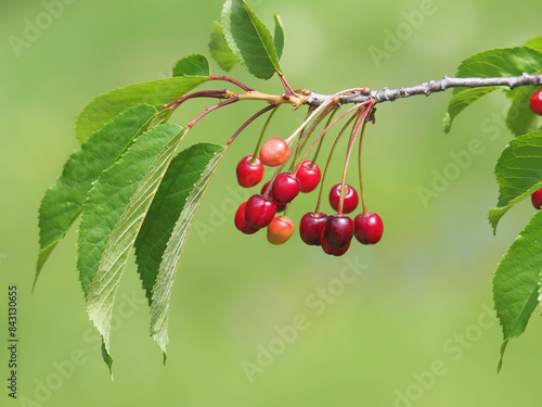 Branch of wild cherry tree with almost ripe fruits, Prunus avium var. silvestris photo