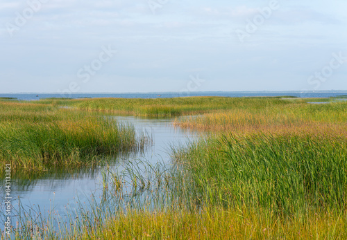 Coastal landscape, green grasses and reeds on the shallows. bright lush vegetation of coastal ecosystems.