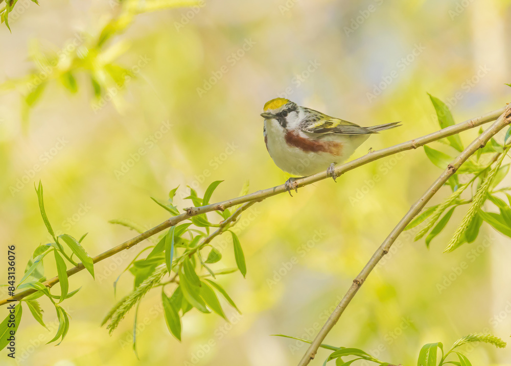 Obraz premium Chestnut-sided Warbler