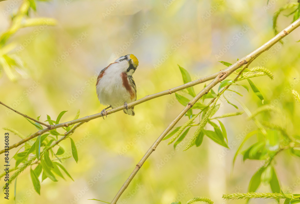 Obraz premium Chestnut-sided Warbler