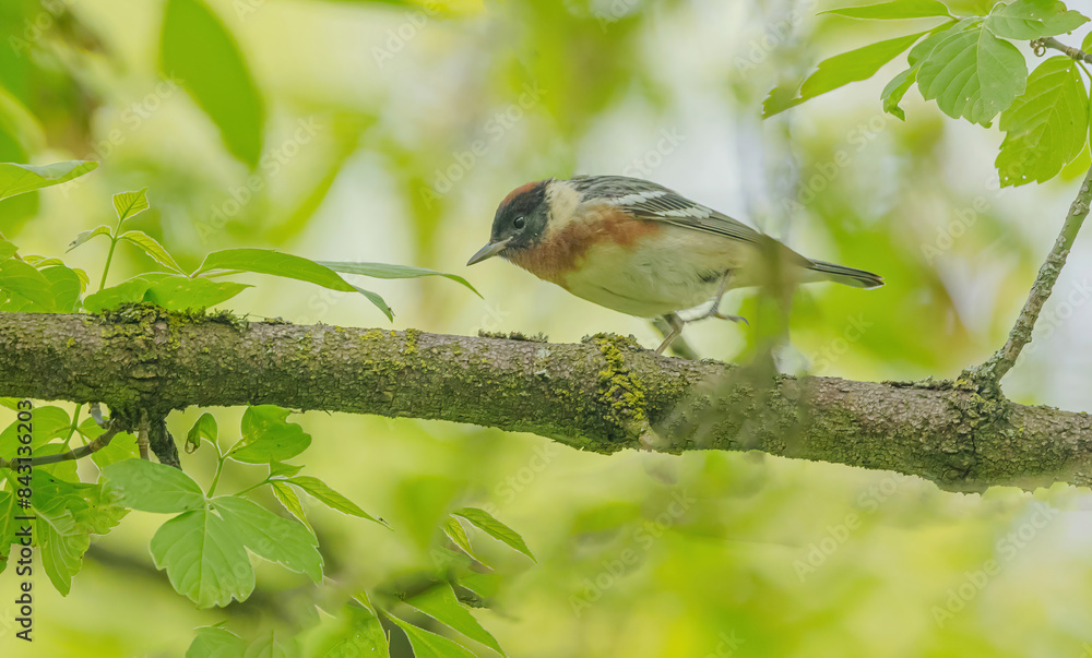 Obraz premium Bay-breasted Warbler On Branch
