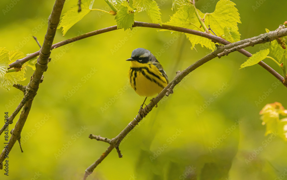 Magnolia Warbler Perched On Branch Magnolia Warbler Perched On Branch
