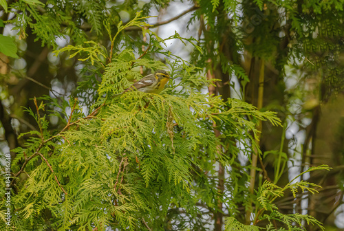 Blackburnian Warbler In Forest photo