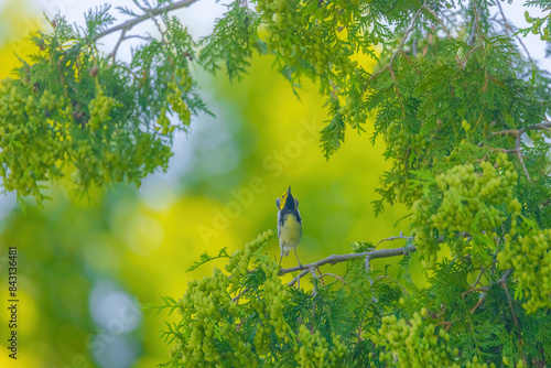 Black-throated Green Warbler photo