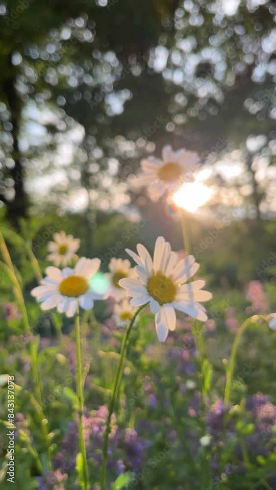 Sunlit field of daisies close-up. Chamomile flowers on a summer meadow nature panoramic landscape. Blooming white flower in the grass background. Illuminated by the evening sun Spring vibes. Vertical Sunlit field of daisies close-up. Chamomile flowers on a summer meadow nature panoramic landscape. Blooming white flower in the grass background. Illuminated by the evening sun Spring vibes. Vertical