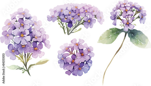 alyssum flower purple clipart vector for graphic resources	