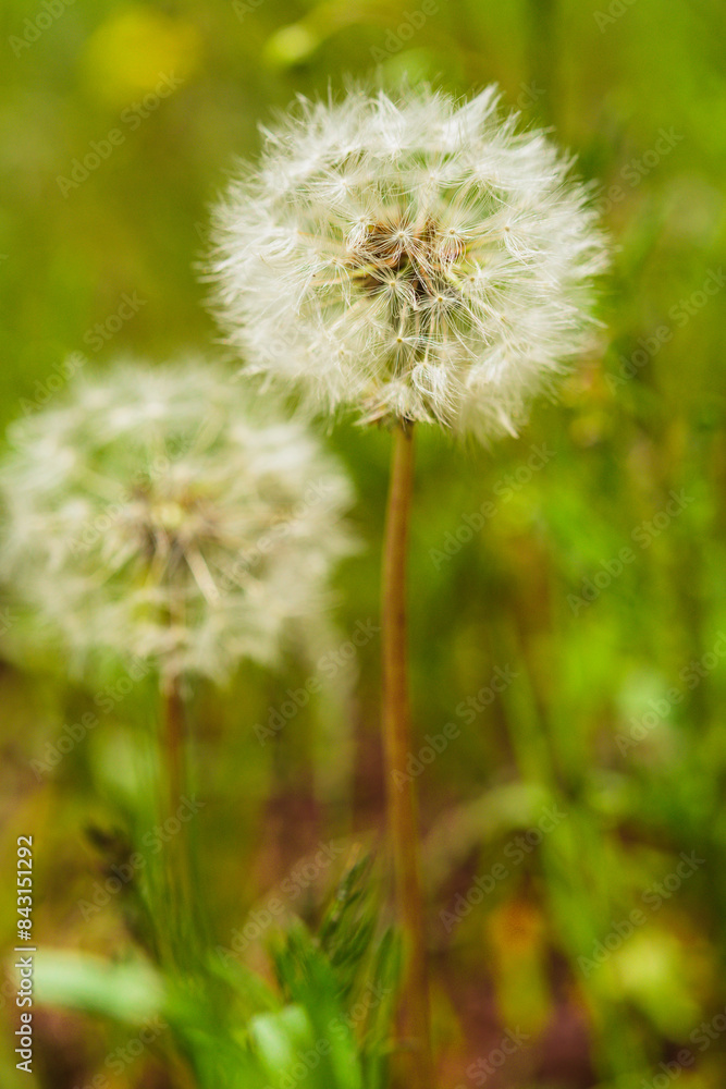 Close-up of Dandelions in Meadow Close-up of Dandelions in Meadow