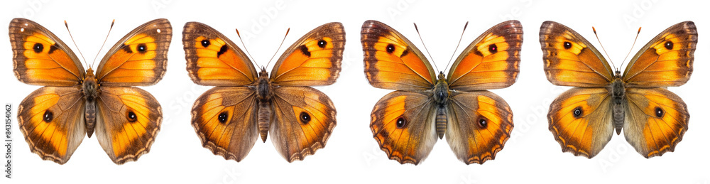 Collection of gatekeeper Butterflies Collection of gatekeeper Butterflies