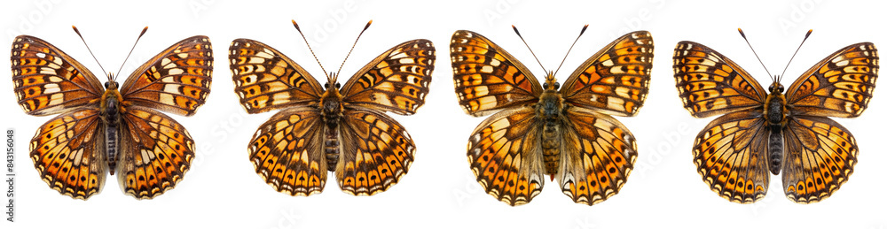 Collection of Heath-Fritillary Butterflies Collection of Heath-Fritillary Butterflies