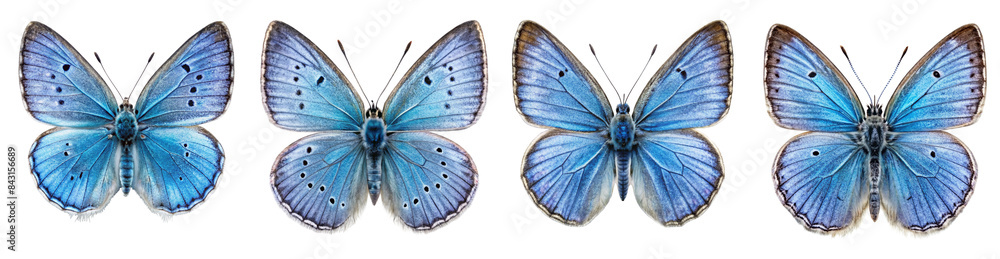 Obraz premium Collection of Vibrant Holly Blue Butterfly Illustrations