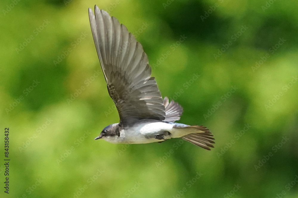 Tree Swallows flying in summer sun Tree Swallows flying in summer sun
