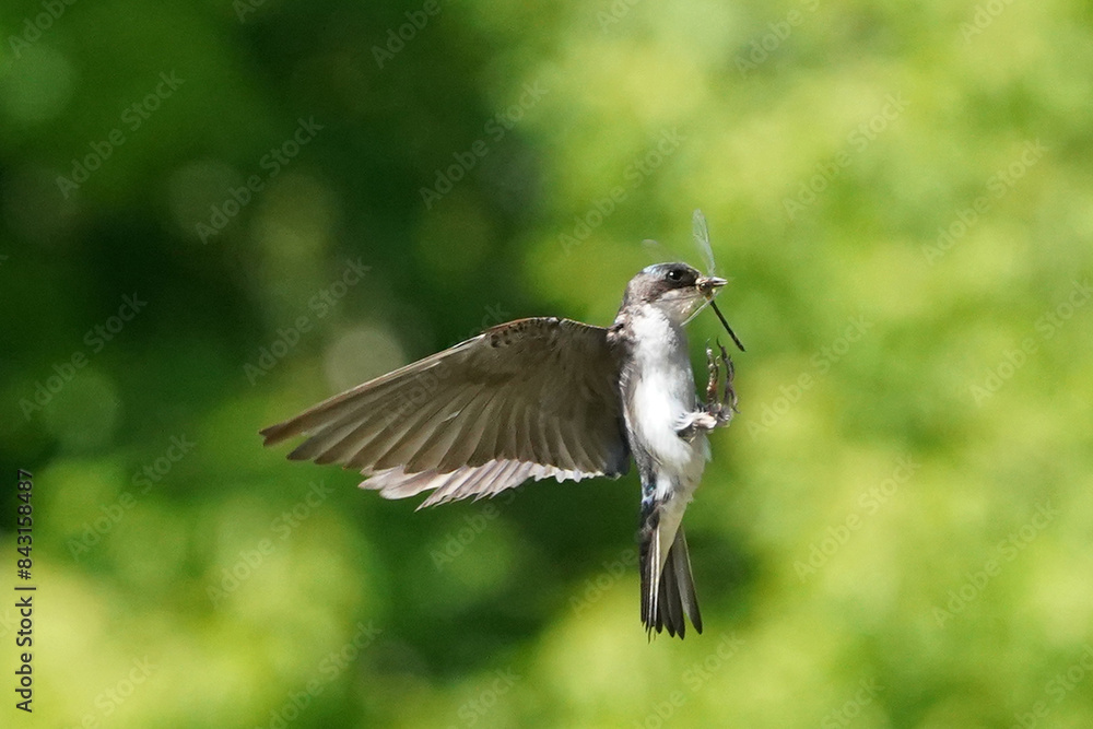 Tree Swallow flying up to the box with insect in beak for food for chicks, Tree Swallow flying up to the box with insect in beak for food for chicks,