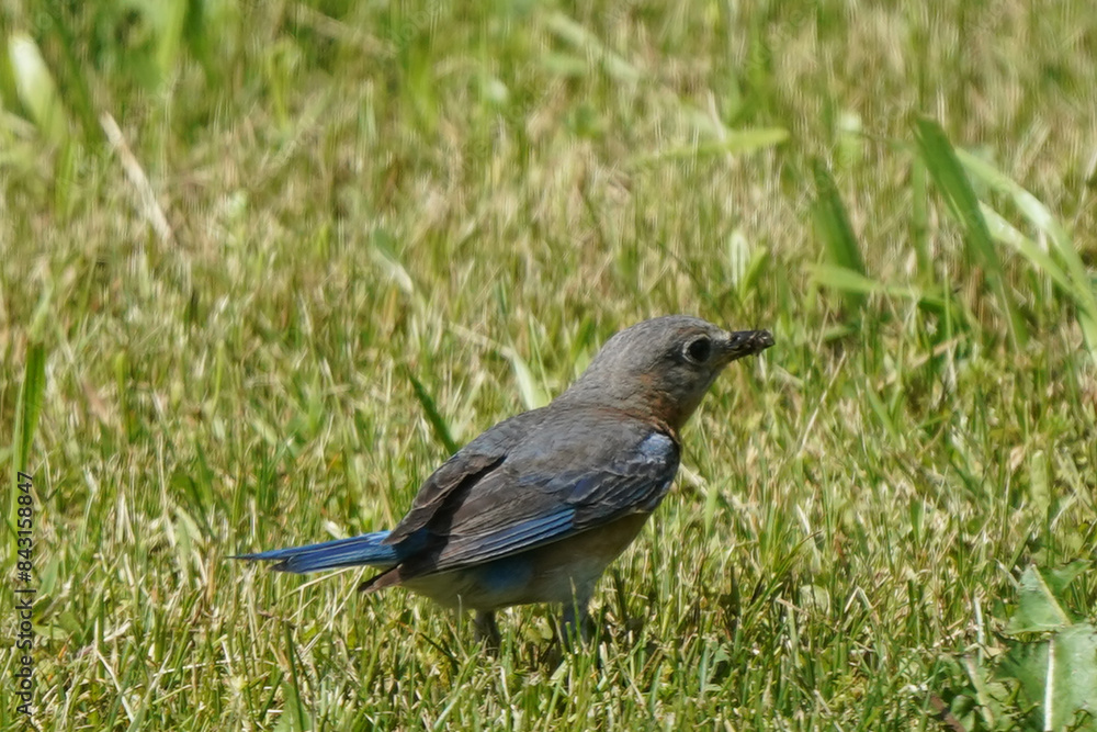 Obraz premium Female Bluebird hunting insects for chicks