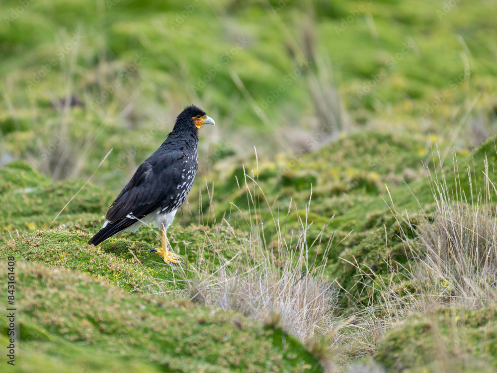 Portrait of a Carunculated Caracara in a green field Portrait of a Carunculated Caracara in a green field