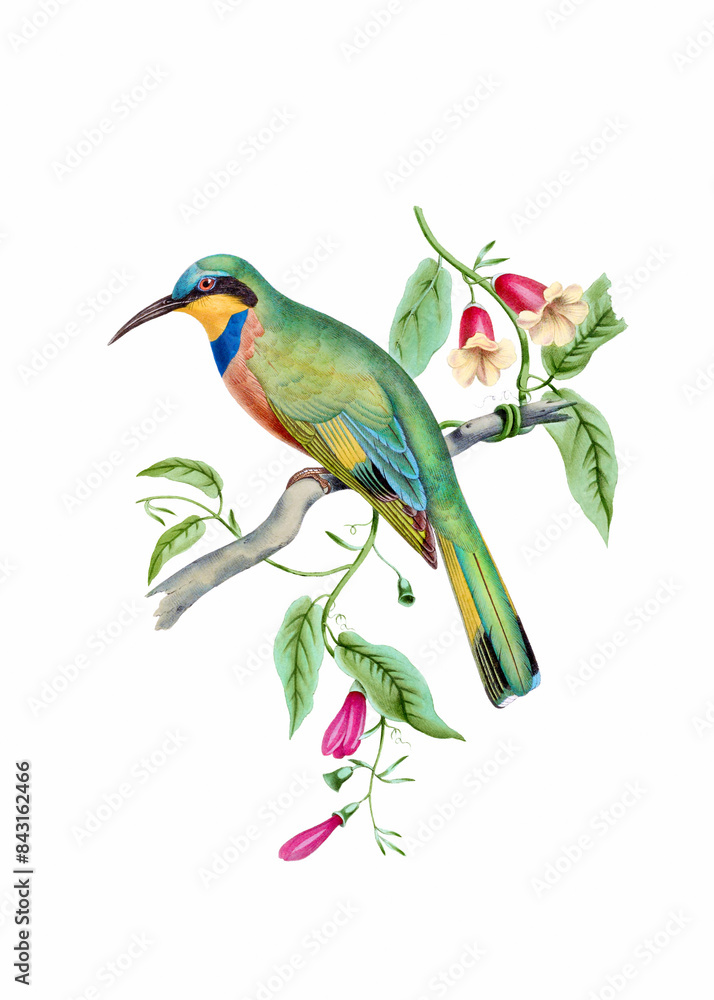 Obraz premium Colorful bird illustration. Northern Carmine Bee-eater