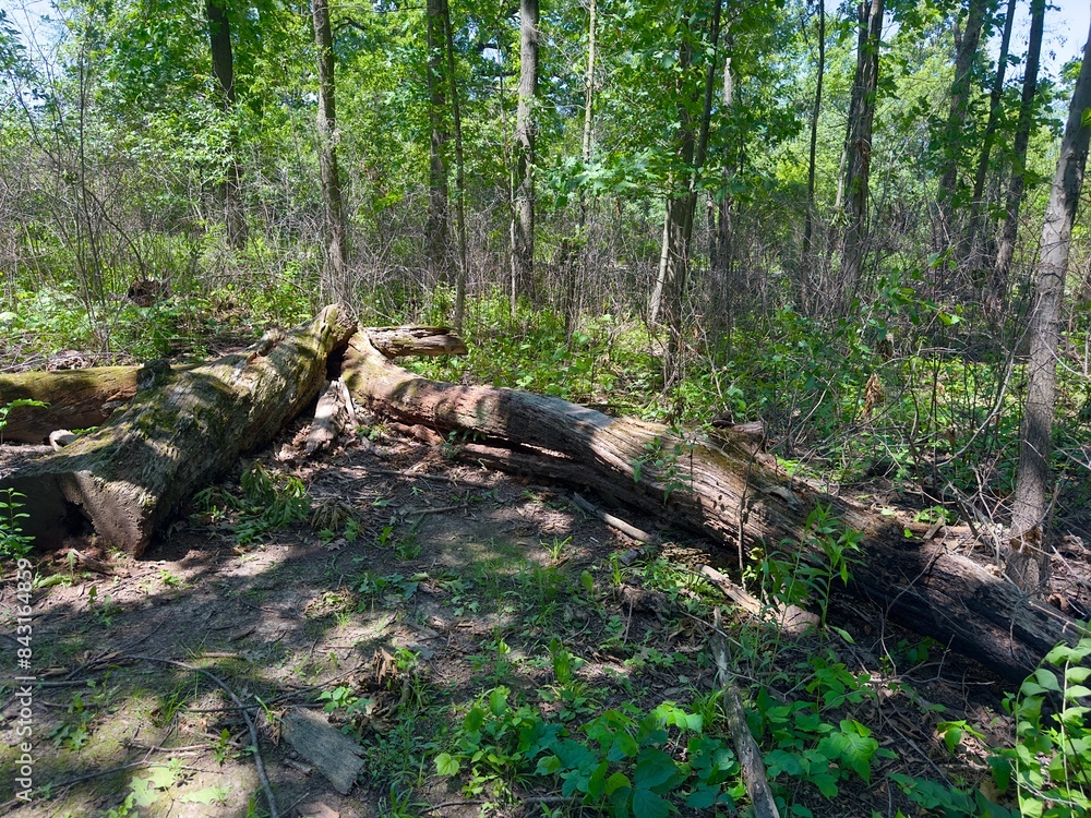 Old, moss-covered trees lying down Old, moss-covered trees lying down