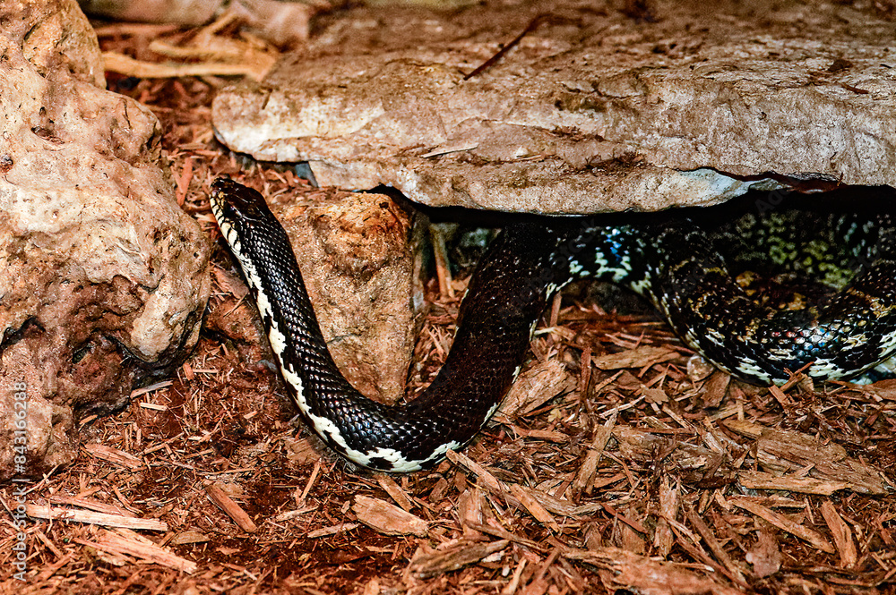 Fototapeta premium snake on the ground