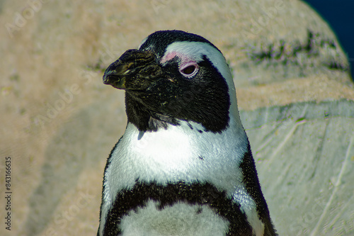 penguin on a rock