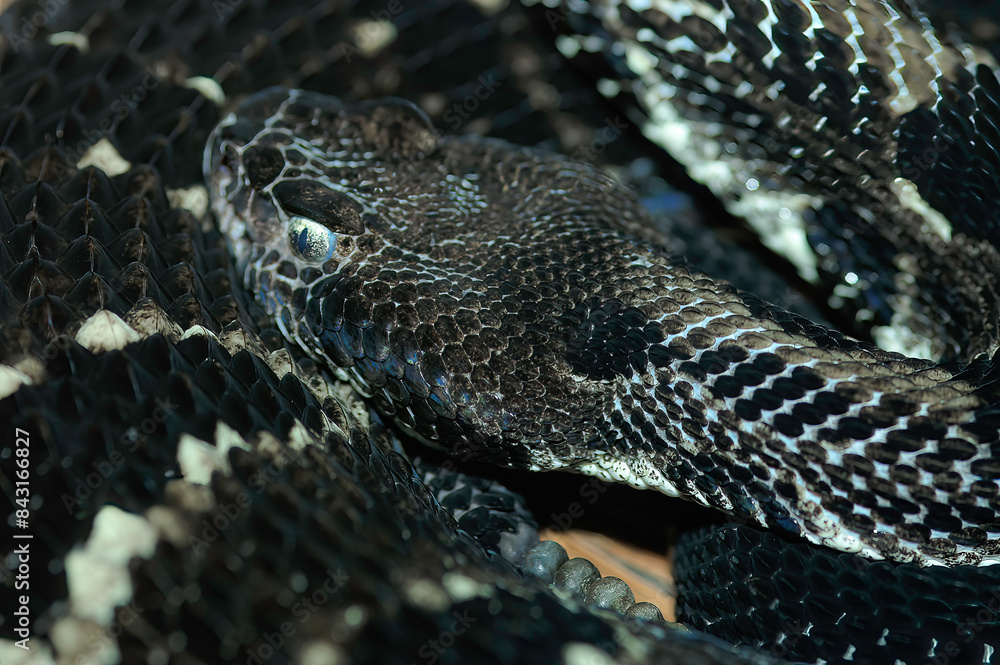 close up of a snake close up of a snake