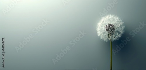 Single Dandelion Seed Head Against A Light Blue Background