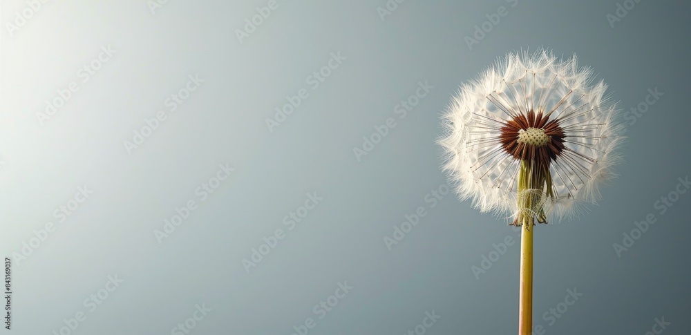 Fototapeta premium Single Dandelion Seed Head Against A Light Blue Background