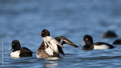 tufted duck flaps wings while swimming  photo