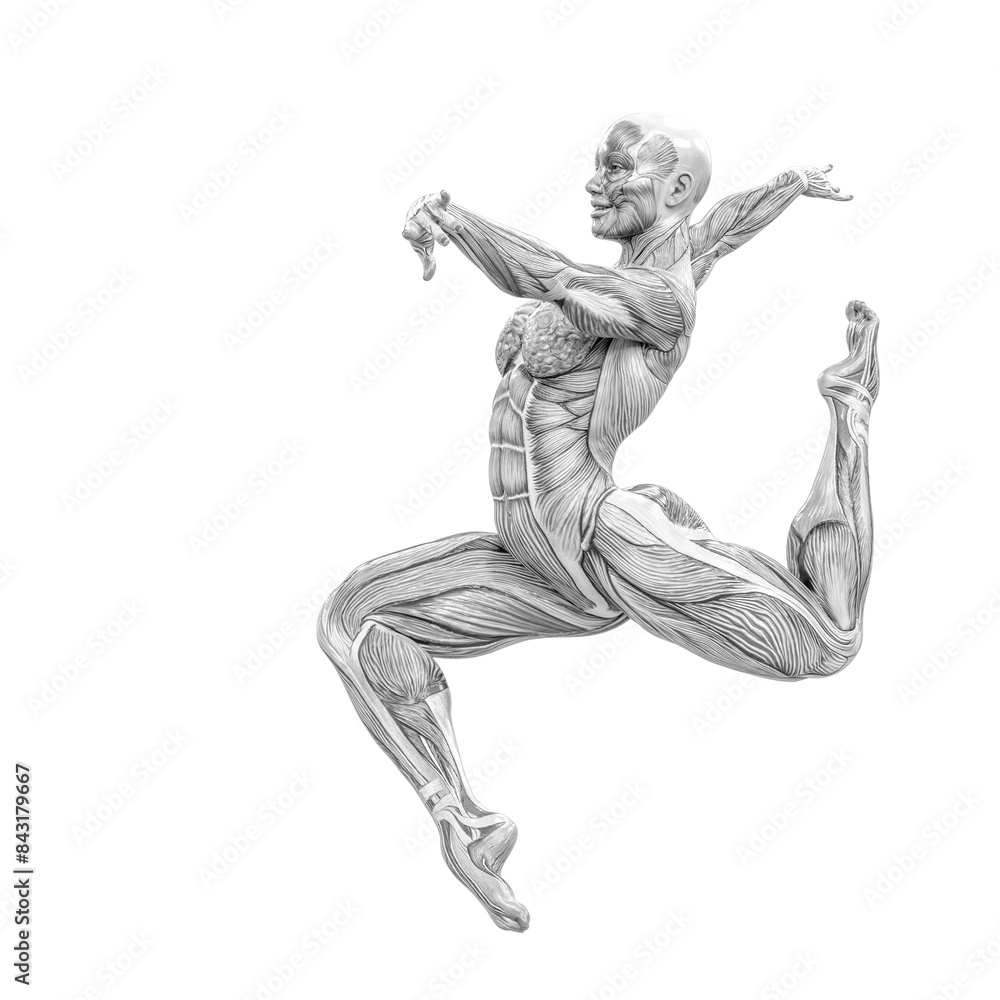 female swole muscle maps is jumping female swole muscle maps is jumping