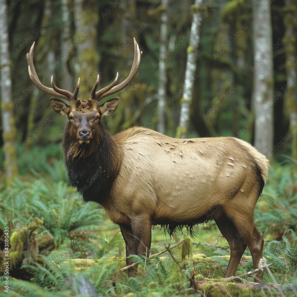 Majestic Bull Elk in Verdant Forest: A Beautiful Snapshot of Wildlife in its Natural Habitat, Showcasing the Majesty of Nature's Wonders Majestic Bull Elk in Verdant Forest: A Beautiful Snapshot of Wildlife in its Natural Habitat, Showcasing the Majesty of Nature's Wonders