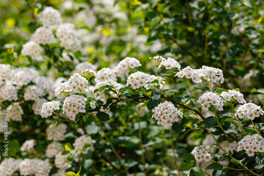 Spiraea Vanhouttei ( lat. Spiraea ×vanhouttei ) is a deciduous ornamental shrub of the Rosaceae family . A hybrid between Cantonese spirea ( Spiraea cantoniensis ) and three-lobed spirea ( Spiraea tri Spiraea Vanhouttei ( lat. Spiraea ×vanhouttei ) is a deciduous ornamental shrub of the Rosaceae family . A hybrid between Cantonese spirea ( Spiraea cantoniensis ) and three-lobed spirea ( Spiraea tri