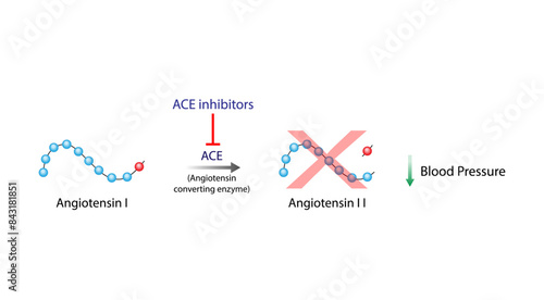 Angiotensin-converting enzyme inhibitors, ACE inhibitors. Renin-Angiotensin-Aldosterone System, blood pressure regulation. Vasoconstriction and vasodilatation. Vector illustration. photo