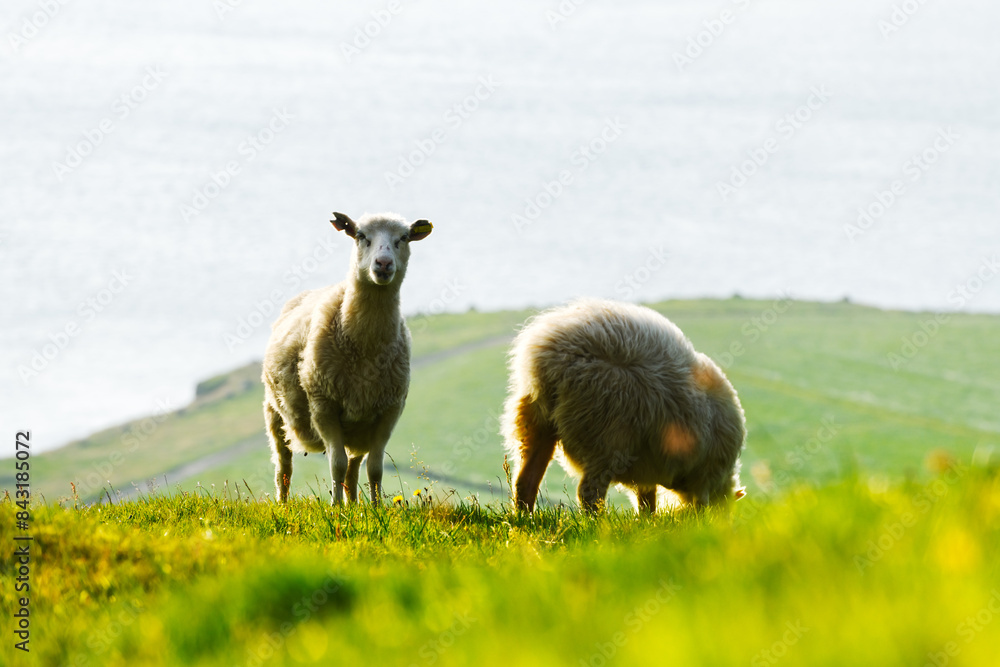 Two sheeps on a lush pasture on Faroe islands. Streymoy island, Denmark, Faroe islands. Landscape photography Two sheeps on a lush pasture on Faroe islands. Streymoy island, Denmark, Faroe islands. Landscape photography