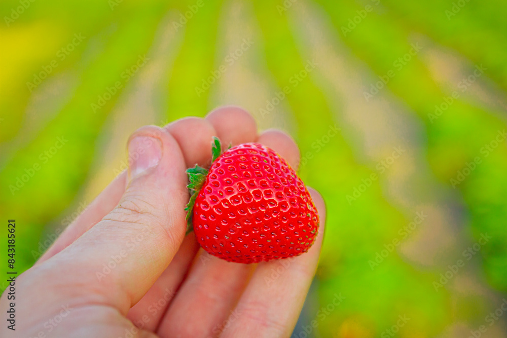 Obraz premium strawberry, fresh, fruit, ripe, red, berry, organic, garden, nature, green, leaf, plant, closeup, sweet, delicious, healthy, juicy, agriculture, summertime, food, nutrition, harvest, fresh produce, vi