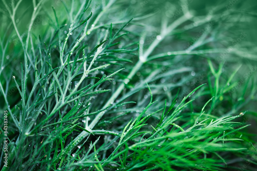 Leaves of green fresh organic dill close up. Macro food photography Leaves of green fresh organic dill close up. Macro food photography