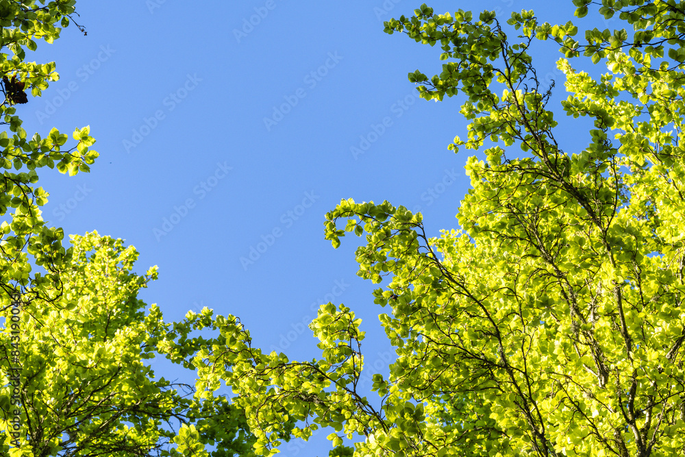 Welcome to spring, light green new leaves on deciduous trees backlit by the sun and framing clear blue sky, as a nature background
Welcome to spring, light green new leaves on deciduous trees backlit by the sun and framing clear blue sky, as a nature background
