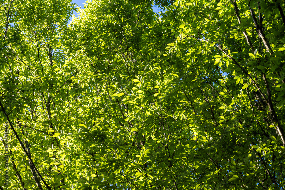 Light and dark green, light green leaves highlighted by the sun and dark green in the shade, as a nature background
Light and dark green, light green leaves highlighted by the sun and dark green in the shade, as a nature background