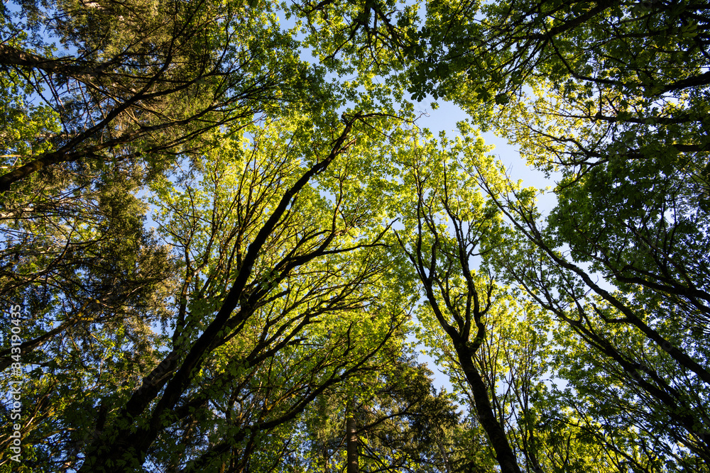 Looking up at the forest canopy on a spring day, maple trees backlit by the sun, drama in light spring green, as a nature background
Looking up at the forest canopy on a spring day, maple trees backlit by the sun, drama in light spring green, as a nature background