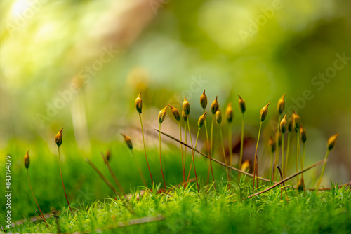Selective focus flowers bud of moss with warm sunlight in the forest, Polytrichum commune is a species of moss found in many regions with high humidity and rainfall, Nature floral, Greenery background photo