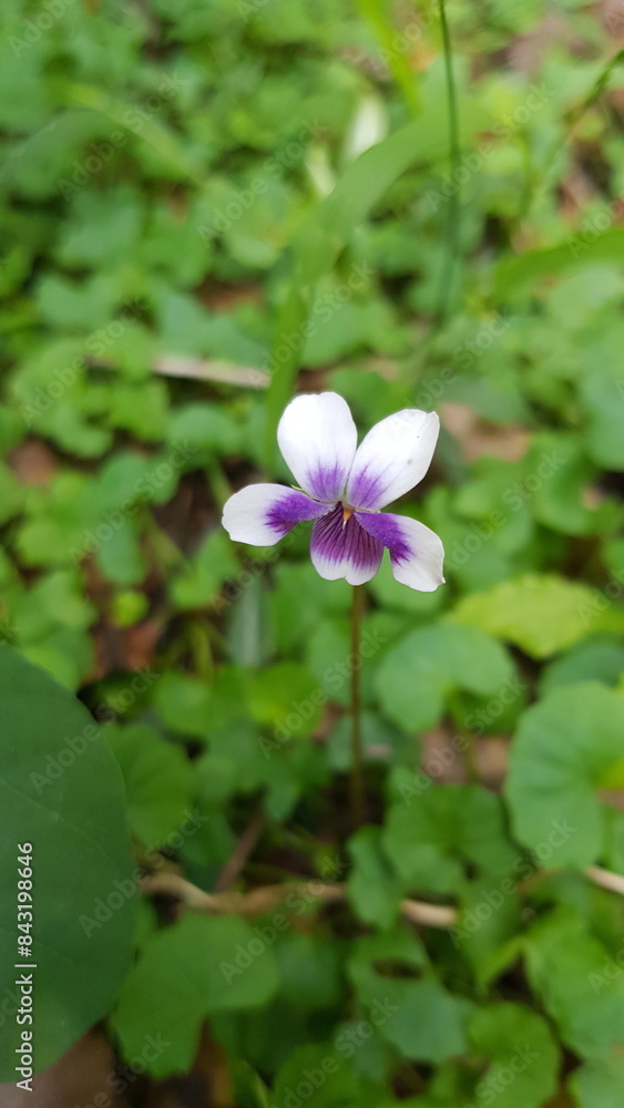 Australian native violet closeup Australian native violet closeup