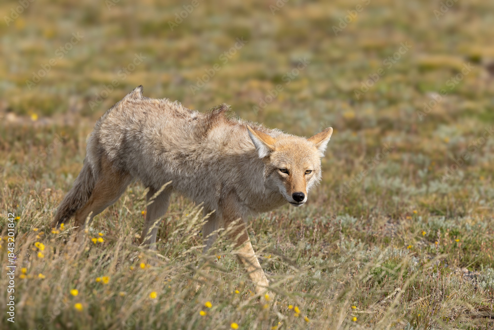 Coyote in the mountain alpine in the summer Coyote in the mountain alpine in the summer